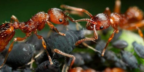 Mravenci v zahradním pozemku - jak se zbavit a bojovat s nimi lidovými léky